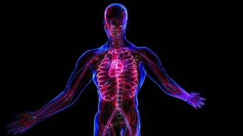 Digestive System Stock Footage 21893310