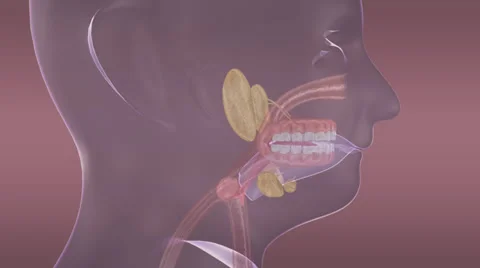 DIGESTIVE SYSTEM Stock Footage 43057545