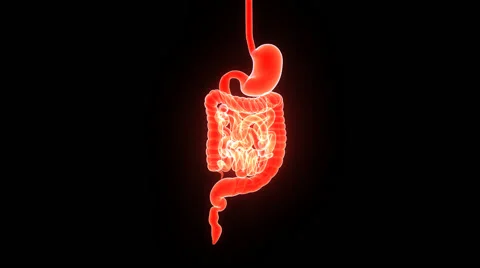 Digestive system Stock Footage 44762908