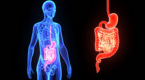 Digestive system Stock-Footage 44763463
