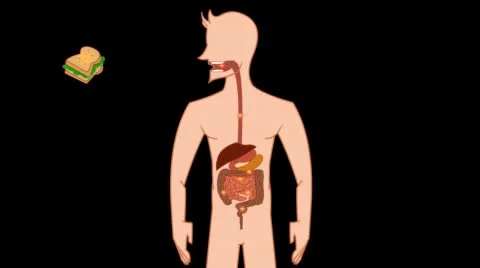 Digestive System Stock Footage 45595692