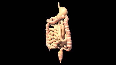 Digestive System Stock Footage 121255630