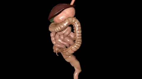 Digestive System Stock Footage 260253128