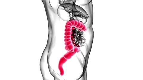 Digestive-System-footage Stock Footage 314066300
