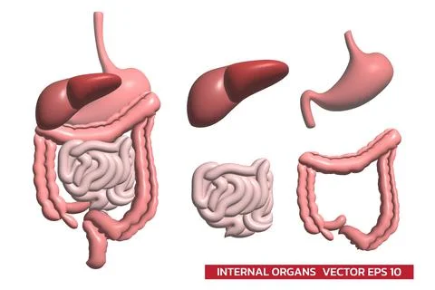 Digestive system  function internal organs graphic 3d isolated on white backg 库存插图
