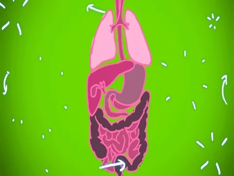 Digestive System green shade - hand-drawn - animation - SD Stock Footage 76512213