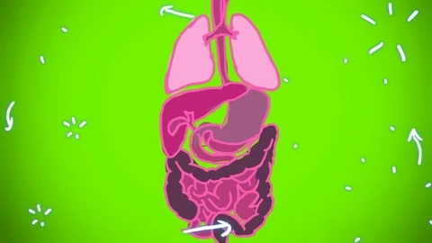 Digestive System green shade - hand-drawn - animation Stock Footage 76512454