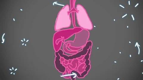 Digestive System grey shade - hand-drawn - animation Stock Footage 76512444