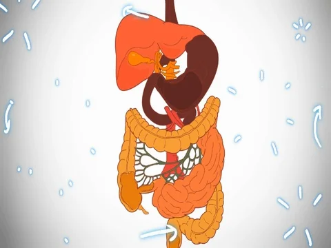 Digestive System - hand-drawn - animation - SD Stock Footage 76512149