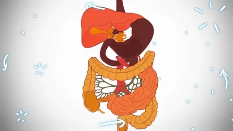 Digestive System - hand-drawn - animation Stock Footage