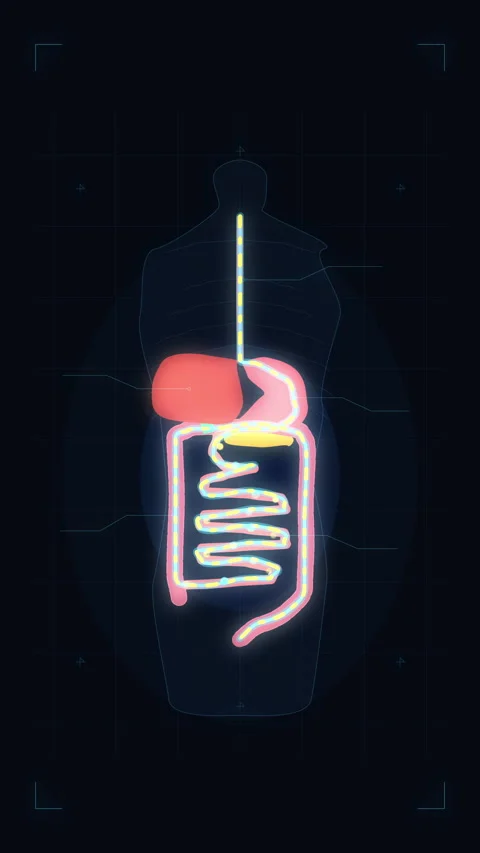 Digestive system, human anatomy, stomach, intestines, internal organs, biology, Stock Footage 346737184