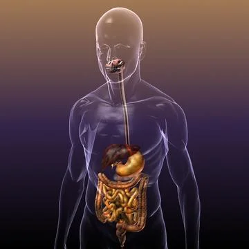 Digestive System in a Human Body (3D anatomy) 3D Model
