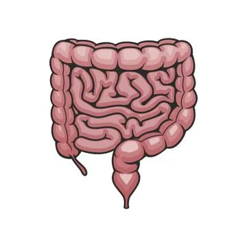 Digestive system icon, human intestines Stock Illustration