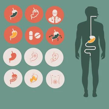 Digestive system icon Stock Illustration