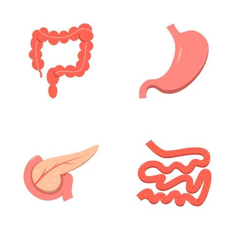 Digestive system icon set in flat style Stock Illustration