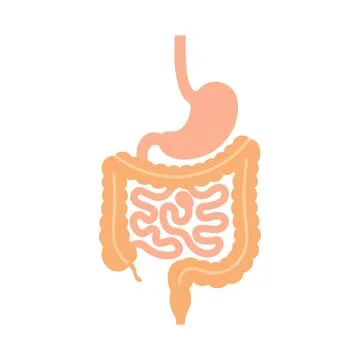 Digestive system icon showing internal human organs on a white background 스톡 일러스트