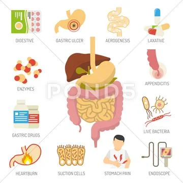 Digestive System Icons Set Stock Illustration