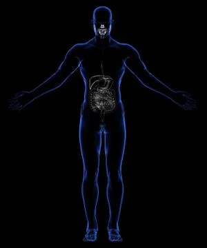 Digestive System Stock Illustration