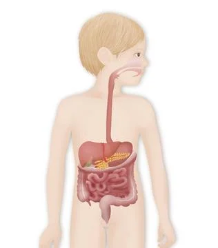 Digestive system, illustration Digestive system, illustration Copyright: x... Stock Photos