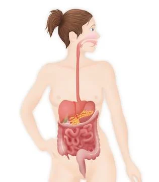 Digestive system, illustration Stock Illustration