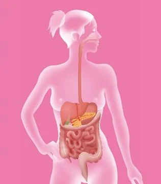 Digestive system, illustration Stock Illustration
