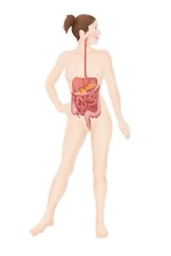 Digestive system, illustration Stock Illustration