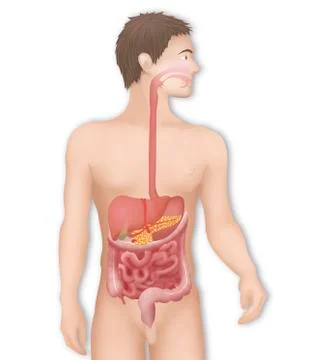 Digestive system, illustration Stock Illustration