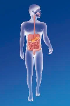 Digestive system, illustration Stock Illustration