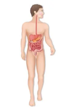 Digestive system, illustration Stock Illustration