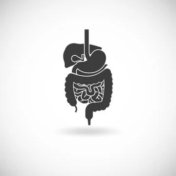 Digestive System Illustration Stock Illustration