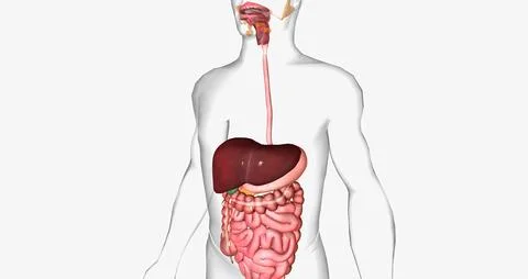 The digestive system is made up of the gastrointestinal tract and glandular o Stock Illustration