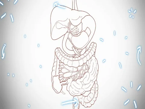 Digestive System outline - hand-drawn - animation - SD Stock Footage 76512150