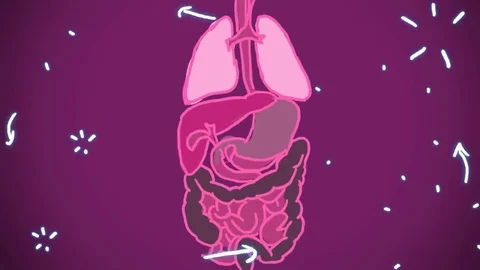 Digestive System purple shade - hand-drawn - animation Stock Footage 76512445