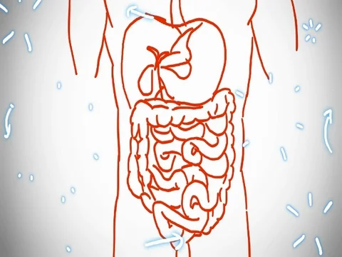 Digestive System red color - hand-drawn - animation - SD Stock Footage 76512269