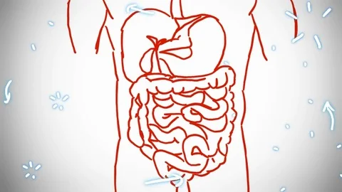 Digestive System Diagrams for Coloring/Labeling, with Reference Info and  Charts