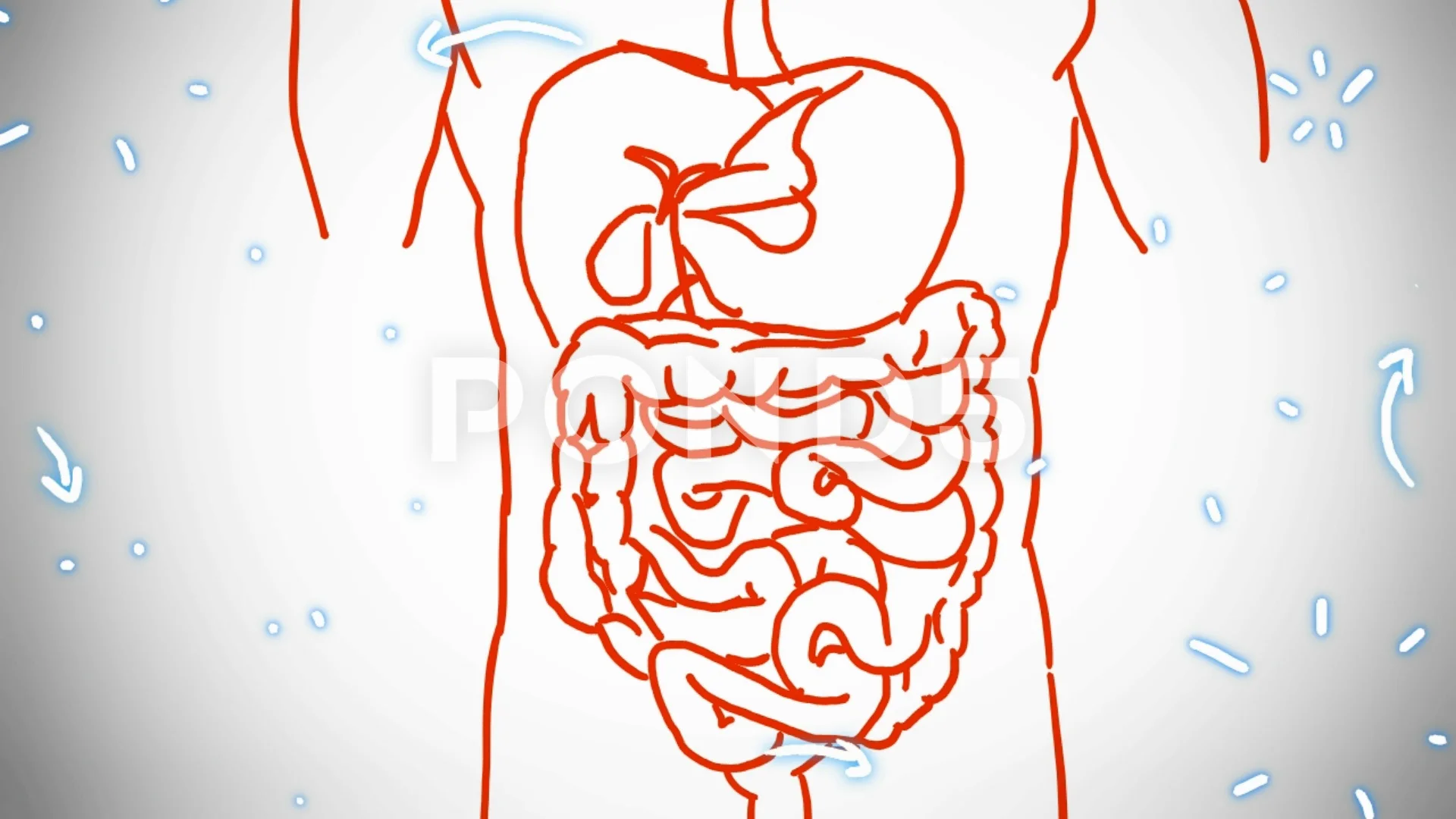 An example of a digestive system drawing 3 (pre-service teacher Kübra). |  Download Scientific Diagram