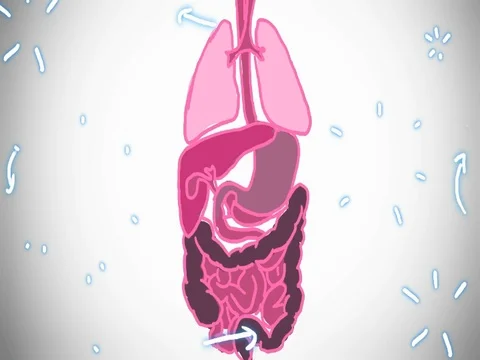 Digestive System shade - hand-drawn - animation - SD Stock Footage 76512207