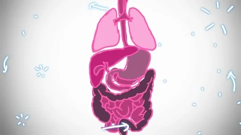 Digestive System shade - hand-drawn - animation Stock Footage 76512451