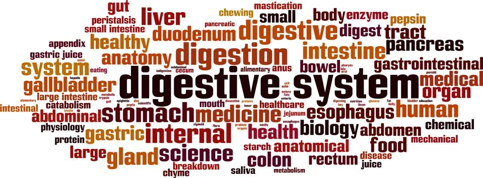 Digestive system word cloud Stock Illustration