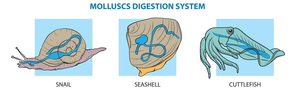 Digestive szstem-molluscs Stock Illustration