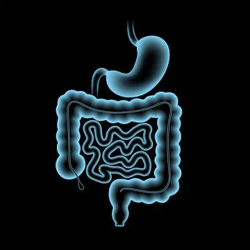 Digestive tract anatomy Stock Illustration