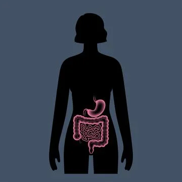Digestive tract anatomy Stock Illustration