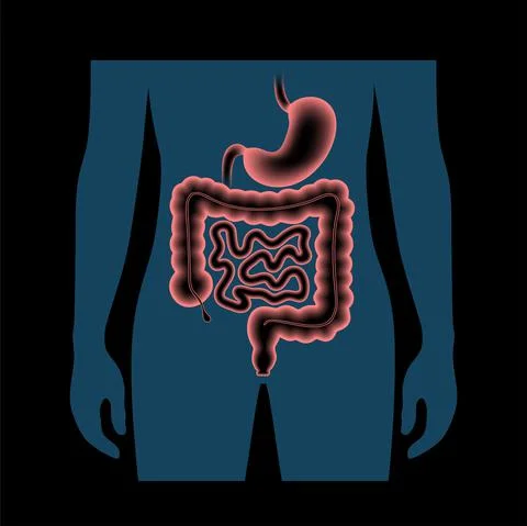 Digestive tract anatomy Stock Illustration