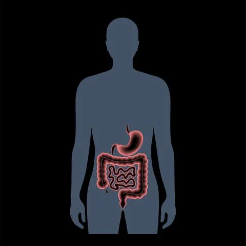 Digestive tract anatomy Stock Illustration