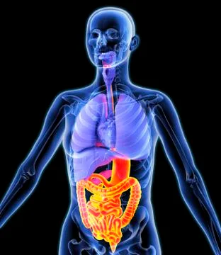 Digestive tract, artwork Stock Illustration