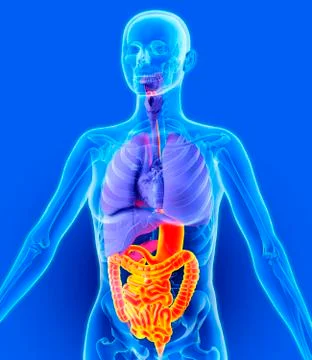 Digestive tract, artwork Stock Illustration