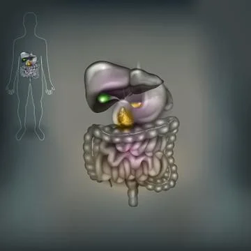 Digestive tract Illustrazione stock