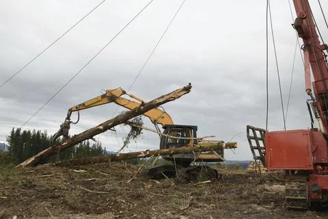 A digger driver captures a log at the top of the hauler area at a logging site Stock Photos