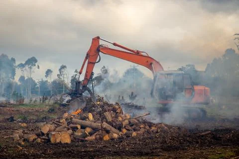 A Digger scrapes logging waste into a fire to tidy up the forestry site Stock Photos