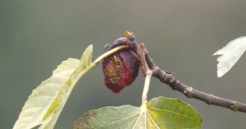 Digger Wasp Bees Feeding on Rotten Fig Fruit Stock-Footage 331573186